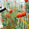 Nông nghiệp công nghệ cao: Từ áp lực chuyển đổi đến bài toán hiệu quả đầu tư