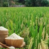 Giá lúa gạo hôm nay 5/10: Thị trường ĐBSCL ổn định, giá xuất khẩu đi ngang