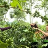 Điện Biên: Từ mở rộng vùng trồng đến phát triển nông nghiệp xanh
