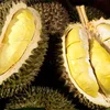 Giá sầu riêng hôm nay 7/10: Sầu Thái cơm chuẩn giữ giá cao