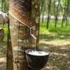 Giá cao su thế giới neo cao: Nguồn cung nâng đỡ, nhu cầu Trung Quốc vẫn là điểm nghẽn