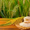 Giá lúa gạo hôm nay 7/10: Lúa tươi tăng nhẹ, giao dịch tại ĐBSCL chậm