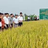Trung tâm Khuyến nông tỉnh Phú Thọ: Đổi mới tư duy, kiến tạo giá trị bền vững cho nông nghiệp đất Tổ