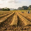 Cách tận dụng rơm rạ sau thu hoạch thay vì đốt ngoài đồng