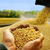 Giá đậu tương thế giới tăng mạnh trước áp lực thu hoạch tại Mỹ và nhu cầu Trung Quốc