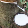 Giá cao su hôm nay 9/10: Thị trường châu Á khởi sắc, giá trong nước ổn định