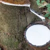 Giá cao su hôm nay 9/10: Thị trường châu Á khởi sắc, giá trong nước ổn định