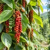 Giá tiêu hôm nay 9/10: Trong nước đi ngang, thị phần tại Mỹ vượt 80%