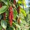 Giá tiêu hôm nay 9/10: Trong nước đi ngang, thị phần tại Mỹ vượt 80%