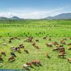 THACO AGRI: Khi nông nghiệp được vận hành bằng tư duy công nghiệp