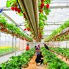 Kinh tế xanh mở hướng phát triển bền vững cho nông nghiệp Thủ đô