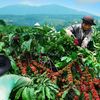 Từ thương lái đến vùng nguyên liệu: Vì sao doanh nghiệp đang thay đổi cách thu mua nông sản?