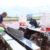 Trình diễn canh tác giảm phát thải thúc đẩy sản xuất lúa xanh bền vững hiệu quả