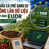 Xuất khẩu cà phê sang EU: Doanh nghiệp lo chồng lấn dữ liệu trước “rào cản” EUDR