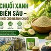 Bột chuối xanh chế biến sâu: Hướng đi mới nâng tầm giá trị ngành chuối Việt