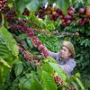 Cuộc đua mới của doanh nghiệp cà phê: Ai giữ được nhiều giá trị hơn từ mỗi hạt cà phê?