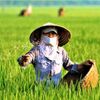 Phân bón Việt Nam trước áp lực xanh hóa: Cuộc đua mới ngoài giá bán