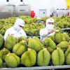 Sầu riêng dẫn dắt tăng trưởng, xuất khẩu rau quả tăng gần 18% trong 6 tháng đầu năm