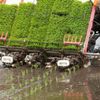 Máy cấy thông minh: Chìa khóa cho sản xuất lúa chất lượng cao và phát thải thấp