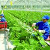 Hà Nội đổi mới, nâng cao chất lượng đào tạo nghề cho lao động nông thôn đến năm 2030