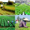 Nông nghiệp công nghiệp hóa: Vì sao nhiều hợp tác xã vẫn loay hoay giữa “làm nông” và “làm doanh nghiệp”?