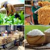 Chuỗi liên kết nông nghiệp: Từ mô hình hợp tác đến lợi thế cạnh tranh dài hạn