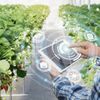 AI trong nông nghiệp: Từ dự báo thời tiết đến quản lý vùng nguyên liệu