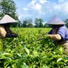 Gia Lai: Khuyến công tiếp sức khu vực kinh tế tư nhân phát triển