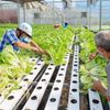 Hà Nội nâng giá trị nông sản từ những vùng sản xuất tập trung