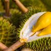 Giá sầu riêng hôm nay 17/8: Sầu Thái loại A tăng tại Gia La