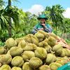 Từ bao phân đến dữ liệu đất: PVFCCo - Phú Mỹ đưa công nghệ vào vùng sầu riêng Đắk Lắk