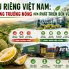 Sầu riêng Việt Nam: Từ tăng trưởng nóng đến phát triển bền vững