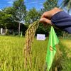 ThaiBinh Seed đưa TBR125 thử sức trên đồng đất Huế