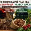 Thị trường cà phê phân hóa: Robusta chịu áp lực, Arabica được hỗ trợ