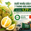 Xuất khẩu sầu riêng 7 tháng đạt 1,77 tỷ USD: Trung Quốc vẫn chi phối, giá bán bắt đầu chịu sức ép