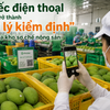 Chiếc điện thoại đang trở thành “trợ lý kiểm định” mới của kho sơ chế nông sản