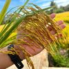 ThaiBinh Seed: TBR85 cho tín hiệu tích cực trước vụ thu hoạch Hè Thu 2026 tại Gia Lai