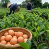 Chè Thái Nguyên bón trứng gà: Mô hình lạ ở Vô Tranh giúp nâng cao chất lượng chè