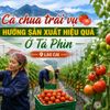 Cà chua trái vụ Tả Phìn: Hướng đi mới nâng cao giá trị nông nghiệp vùng cao