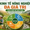 Kinh tế nông nghiệp đa giá trị: Hướng đi mới giúp nông nghiệp Việt Nam bứt phá bền vững