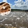 Nước thải từ xưởng làm miến, bún, tinh bột được xử lý bằng cách nào?