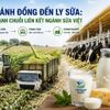 Từ cánh đồng đến ly sữa: Sức mạnh chuỗi liên kết ngành sữa Việt