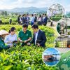 Một vùng nguyên liệu, nhiều doanh nghiệp cùng cần: Lợi thế thuộc về ai?