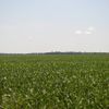 Thị trường ngô, đậu tương thế giới biến động