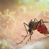 Sốt xuất huyết Dengue: Nhiều ca bệnh phức tạp, cảnh báo nguy cơ chủ quan