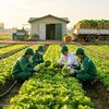 3 bài học để mô hình công nghiệp nông thôn đi đường dài