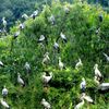 Tổ chức lại không gian sản xuất, mở hướng phát triển nông nghiệp Ninh Bình