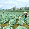 Hà Nội đẩy mạnh sản xuất gối vụ, nâng hiệu quả quỹ đất nông nghiệp