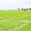 Kinh tế tập thể Đồng Tháp: Từ liên kết sản xuất đến nâng cao giá trị nông sản