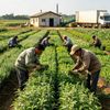 Công nghiệp nông thôn đưa cây thuốc, nông sản vào chuỗi sản phẩm sức khỏe